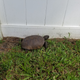 Illustration for article titled A wild turtle has appeared! (Oppohelp?)